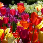 tulips-amsterdam