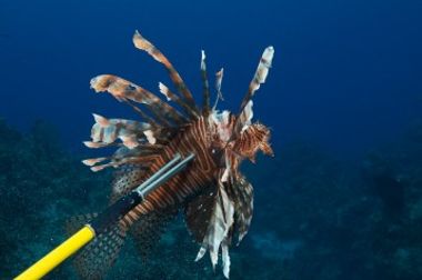 lion-fish-cayman-islands