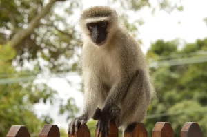 vervet-monkey-nature