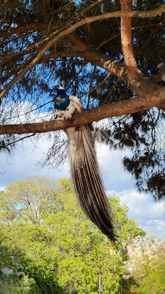 Peacock_Castelo_de_Sao_Jorge_Lisbon