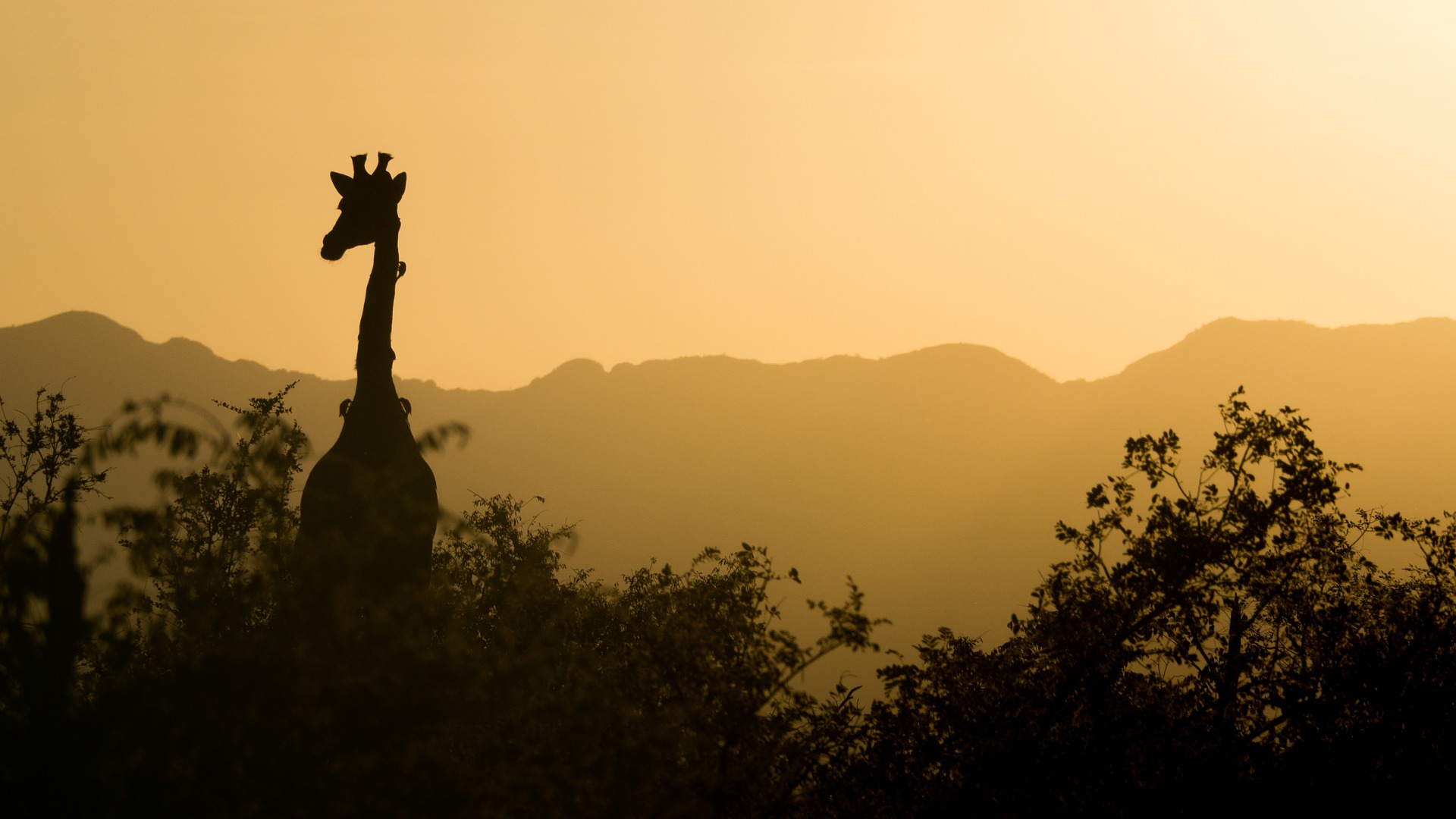 giraffe-twilight
