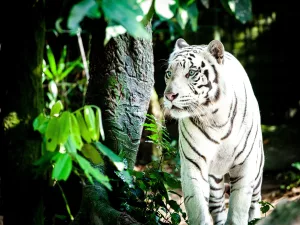 tiger-night-safari-one-week-trip-to-Singapore