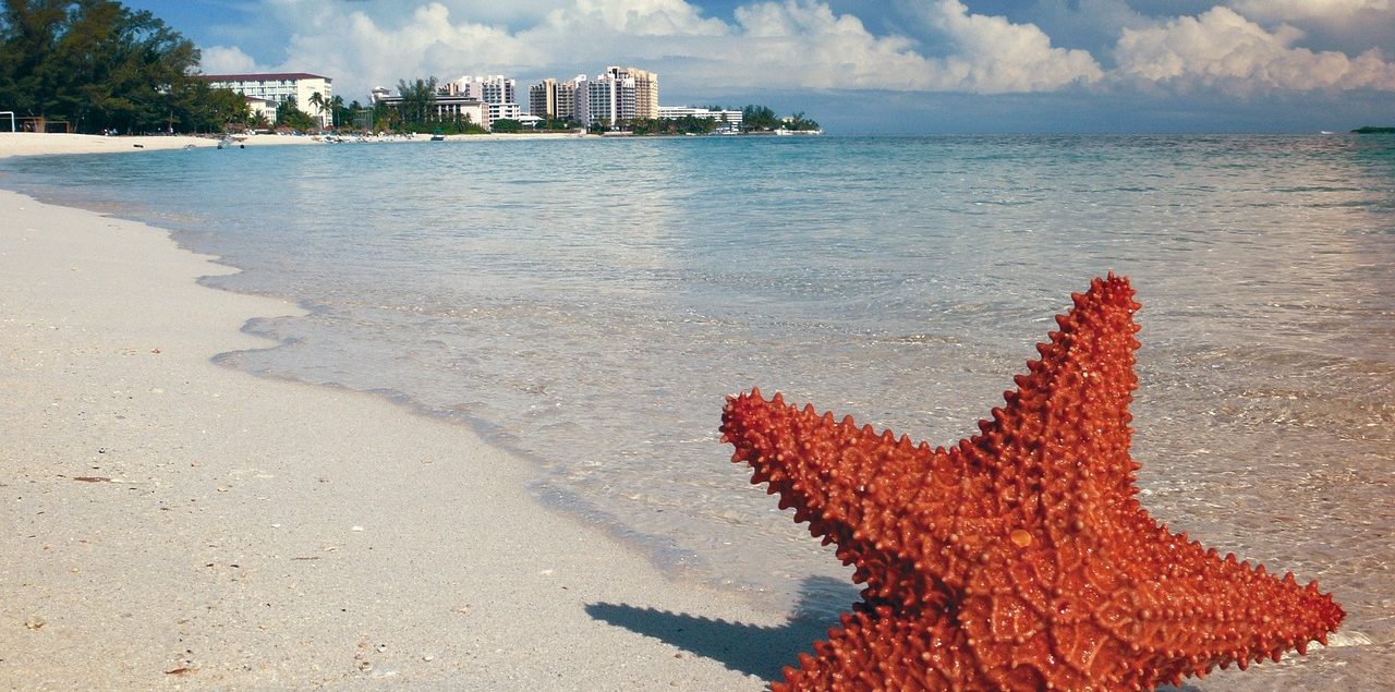 best-beaches-in-grand-bahama-starfish