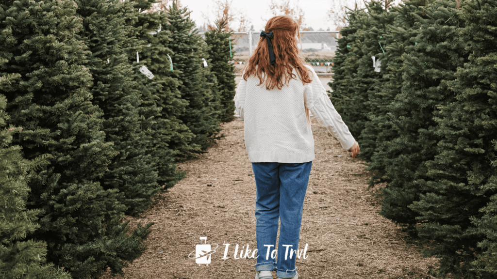 Best Christmas Tree Farms In Florida - ILikeToTrvl